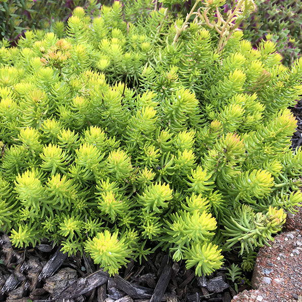 Sedum Angelina #1