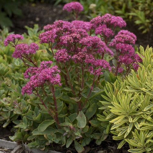Sedum Carl #1