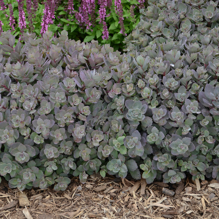 Sedum Dazzleberry 1 qt