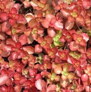 Sedum Dragon's Blood flat/50