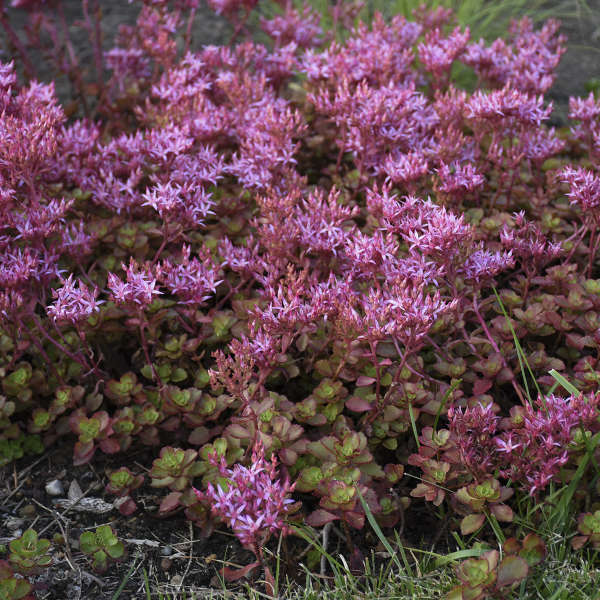 Sedum Fuldaglut #1