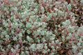 Sedum Lidakense #1