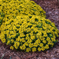 Sedum Little Miss Sunshine 1 qt