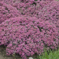Sedum Popstar PW#1