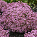 Sedum Pride and Joy PW#1