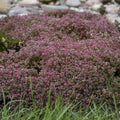 Sedum Steel the Show 1 qt