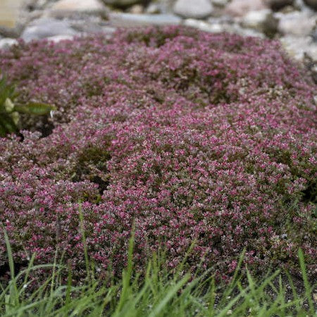 Sedum Steel the Show 1 qt