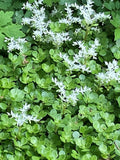 Sedum ternatum #1