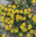 Sedum Weihenstephaner Gold #1