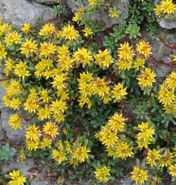 Sedum Weihenstephaner Gold #1