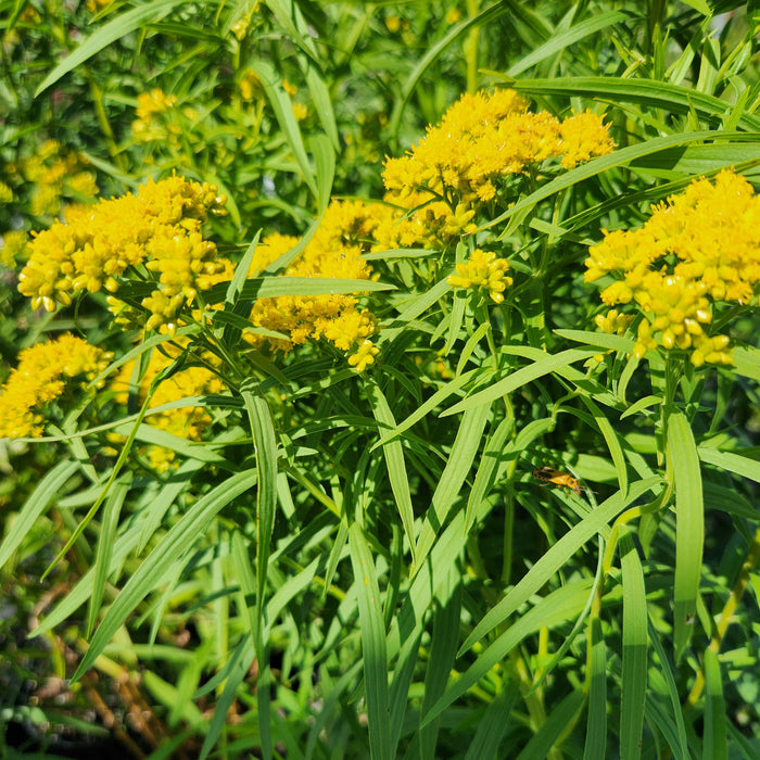 Solidago graminifolia #1