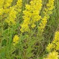 Solidago speciosa #1