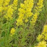 Solidago speciosa #1