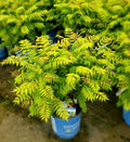 Sorbaria sor Cherry on Top  #2