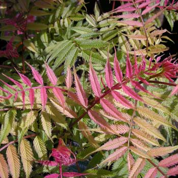 Sorbaria sor Sem #3