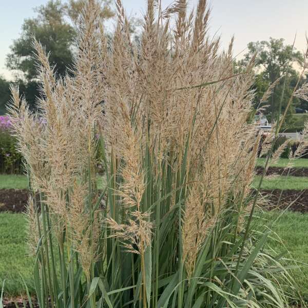 Sorghastrum nutans Golden Sunset™ #1