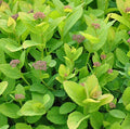 Spiraea bet Pink Sparkler #2