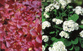 Spiraea bet Tor #2
