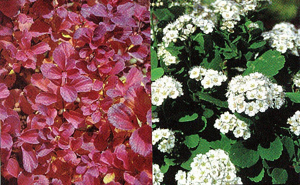 Spiraea bet Tor #2