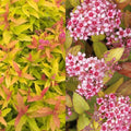 Spiraea Butterscotch Baby #2