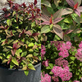 Spiraea Empire Ice Dragon #3