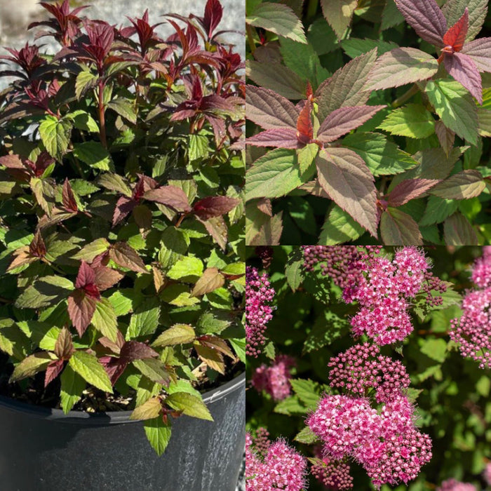 Spiraea Empire Ice Dragon #3