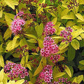 Spiraea Goldmound #3