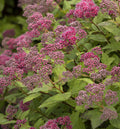 Spiraea Lil' Flirt #2