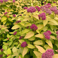 Spiraea Lil' Sizzle #2