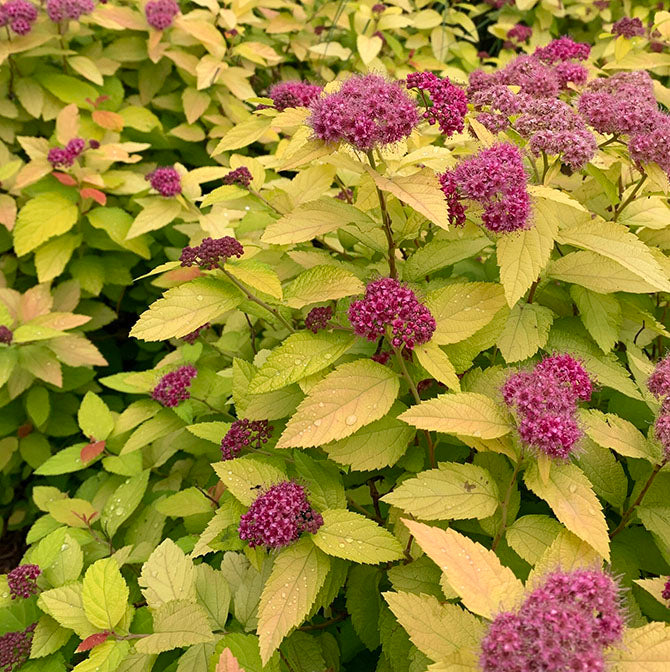 Spiraea Lil' Sizzle #2