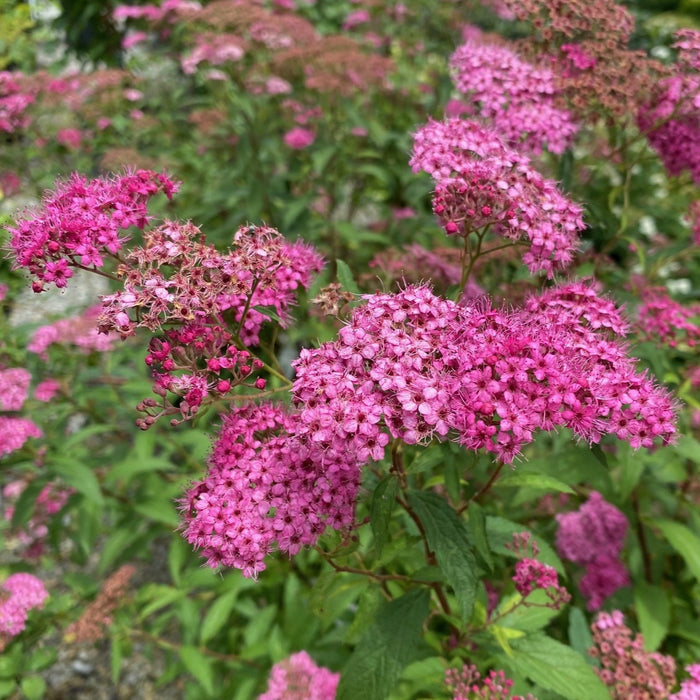 Spiraea Neon Flash #2