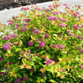 Spiraea Rainbow Fizz #2