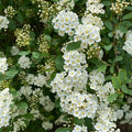 Spiraea van Renaissance #3