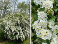 Spiraea vanhouttei #3