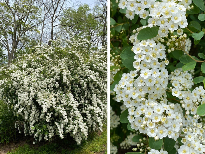 Spiraea vanhouttei #3