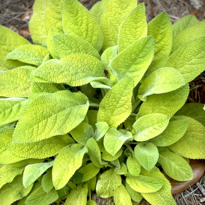 Stachys Key Lime #1