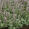 Stachys Little Lamb #1