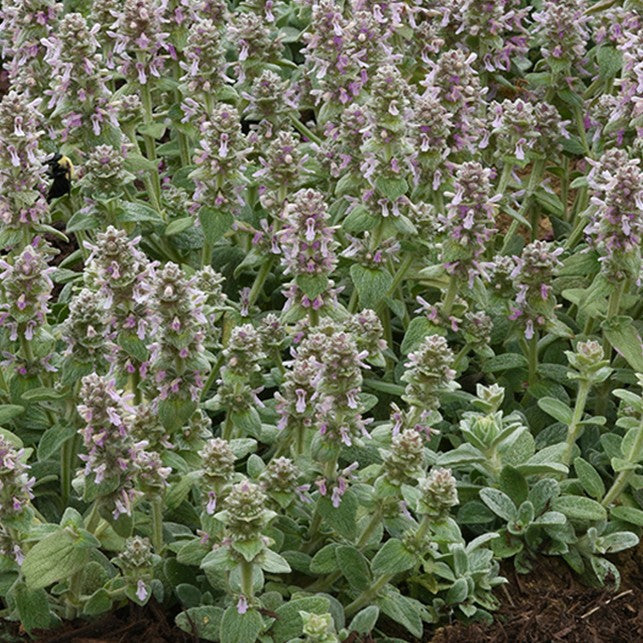 Stachys Little Lamb #1
