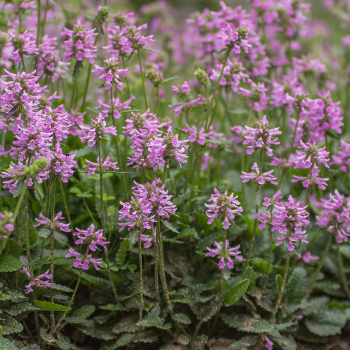 Stachys minima 1 qt