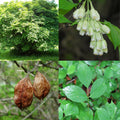 Staphylea trifolia #3