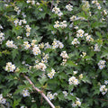 Stephanandra incisa Crispa #3