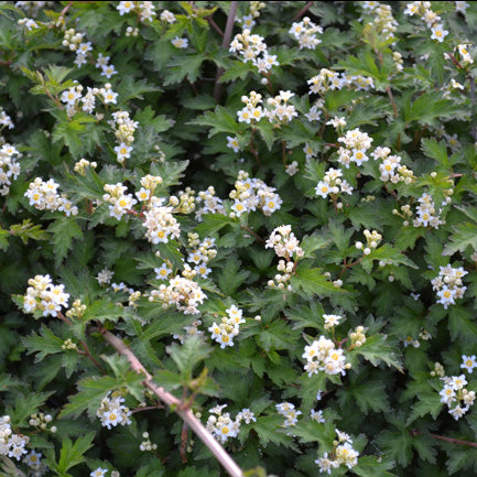 Stephanandra incisa Crispa #3