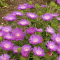 Stokesia Honeysong Purple #1