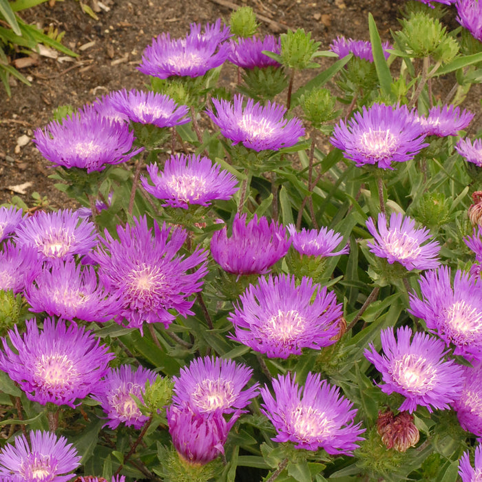 Stokesia Honeysong Purple #1