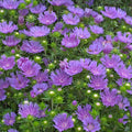 Stokesia Peachie's Pick #1
