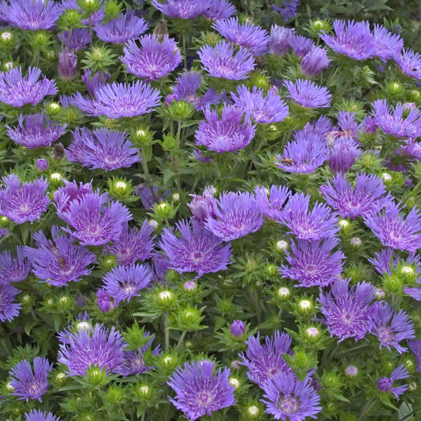 Stokesia Peachie's Pick #1