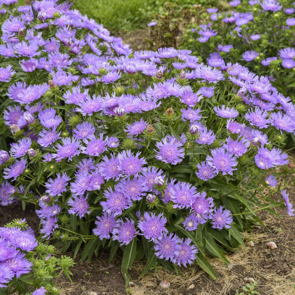 Stokesia Riptide PW#1