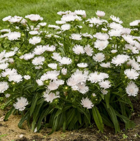 Stokesia Whitecaps PW#1