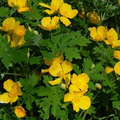 Stylophorum diphyllum #1