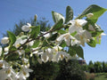 Styrax jap Emerald Pagoda 5'